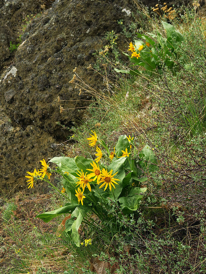 Carey's balsamroot (Balsamorhiza careyana) [Lost Creek Trail, Okanogan-Wenatchee National Forest, Yakima County, Washington]
