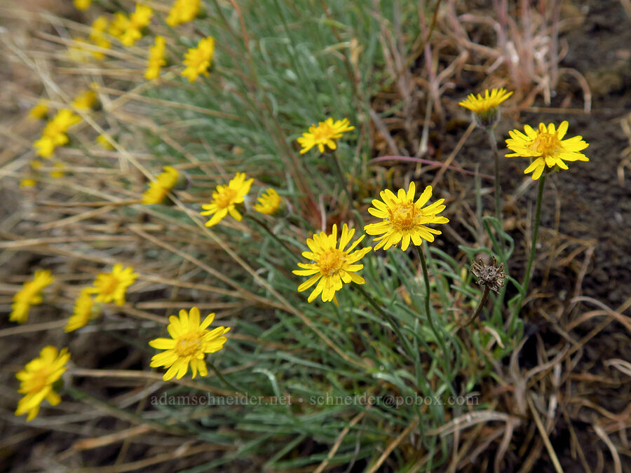 desert yellow fleabane (Erigeron linearis) [Lost Creek Trail, Okanogan-Wenatchee National Forest, Yakima County, Washington]
