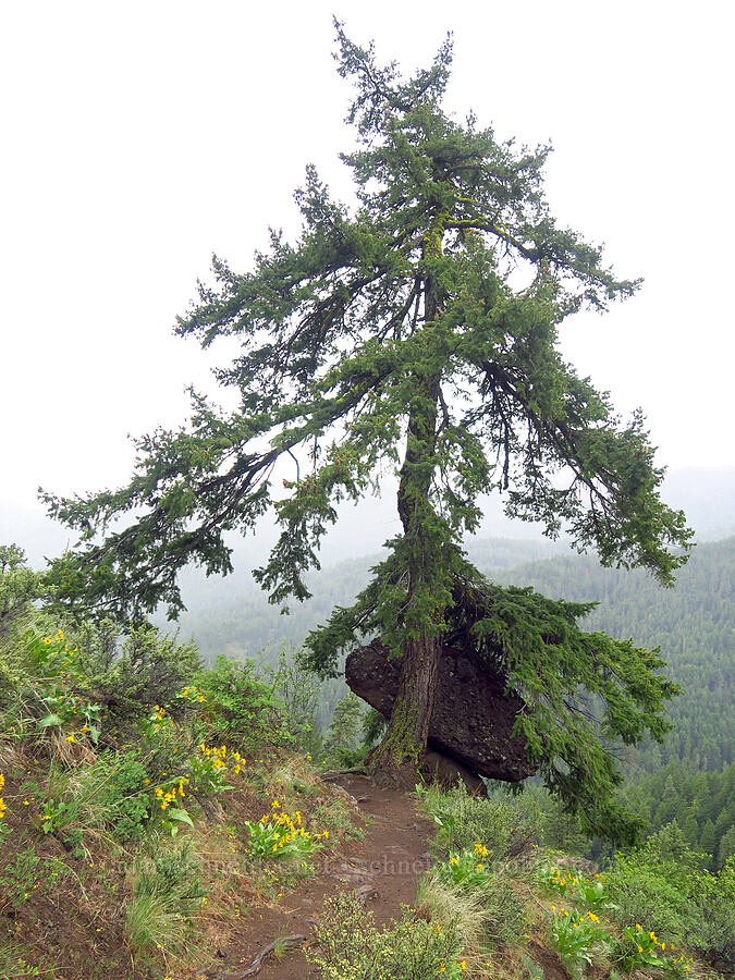 Douglas-fir holding up a big rock (Pseudotsuga menziesii) [Lost Creek Trail, Okanogan-Wenatchee National Forest, Yakima County, Washington]