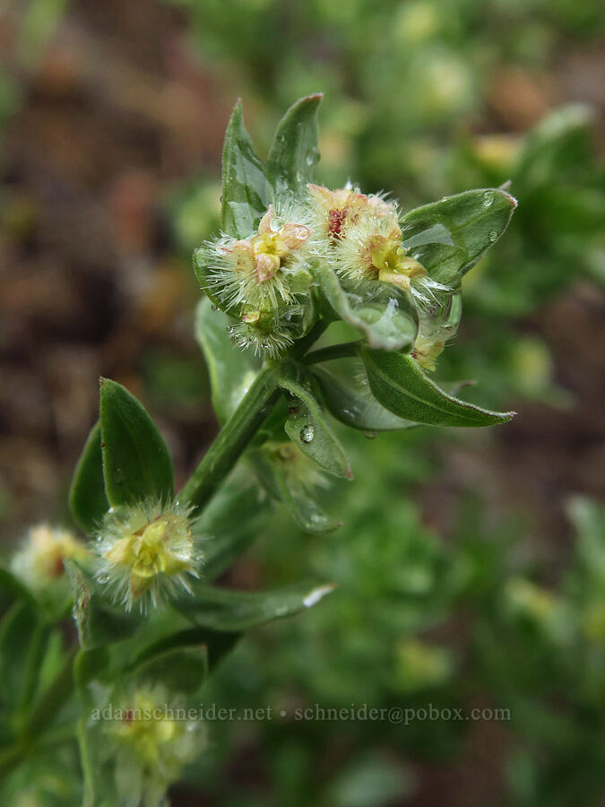 intermountain bedstraw (Galium serpenticum (Galium multiflorum)) [Lost Creek Trail, Okanogan-Wenatchee National Forest, Yakima County, Washington]