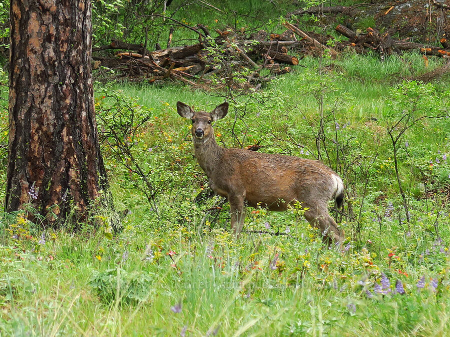 mule deer (Odocoileus hemionus) [Old River Road, Yakima County, Washington]