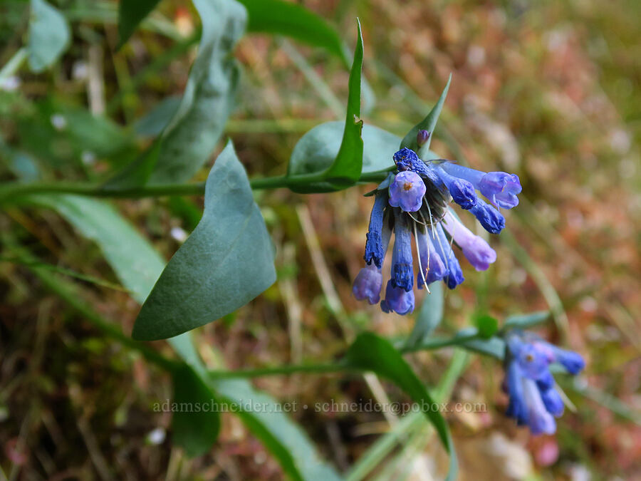 bluebells (Mertensia sp.) [Old River Road, Yakima County, Washington]