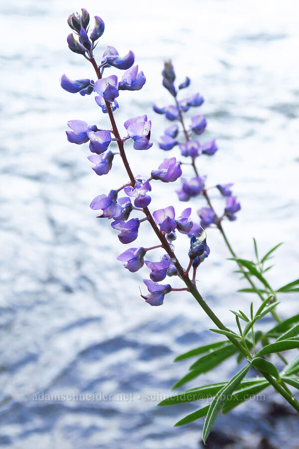 lupines & the Naches River (Lupinus sp.) [Old River Road, Yakima County, Washington]