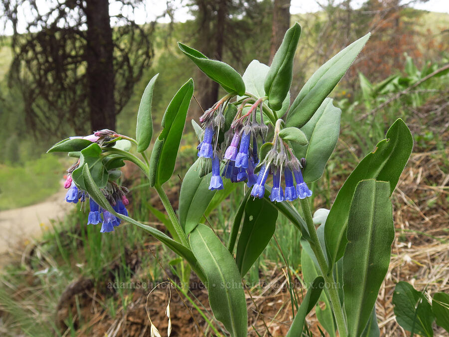 long-flowered bluebells (Mertensia longiflora) [Seid Creek Road, Payette National Forest, Washington County, Idaho]