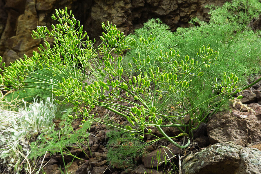 basalt desert parsley, going to seed (Lomatium filicinum (Lomatium basalticum)) [State Highway 71, Washington County, Idaho]