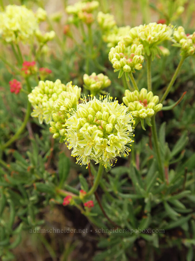 halimium wild buckwheat (Eriogonum sphaerocephalum var. halimioides) [Woodhead Park, Washington County, Idaho]