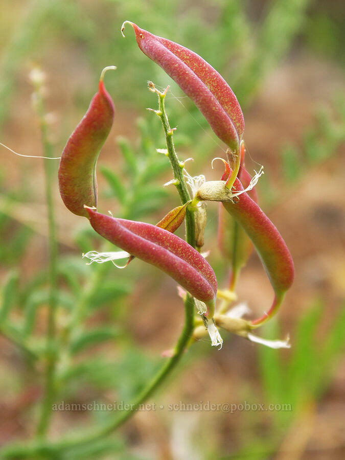 hermit milk-vetch (Astragalus eremiticus) [Woodhead Park, Washington County, Idaho]