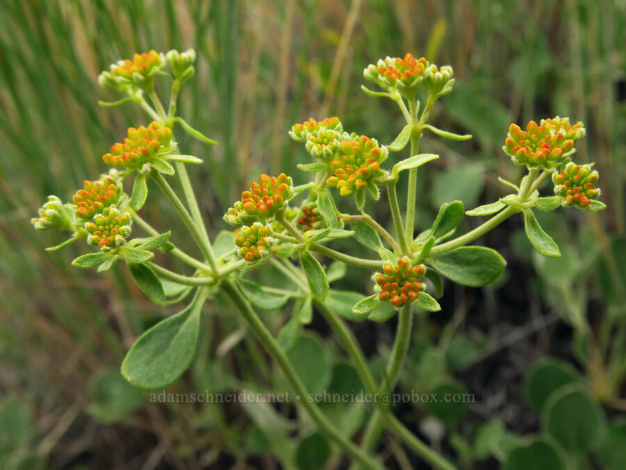 sulphur-flower buckwheat (Eriogonum umbellatum var. ellipticum) [Woodhead Park, Washington County, Idaho]