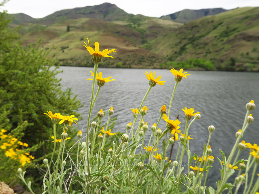 Oregon sunshine (Eriophyllum lanatum var. integrifolium) [Oxbow Reservoir, Baker County, Oregon]