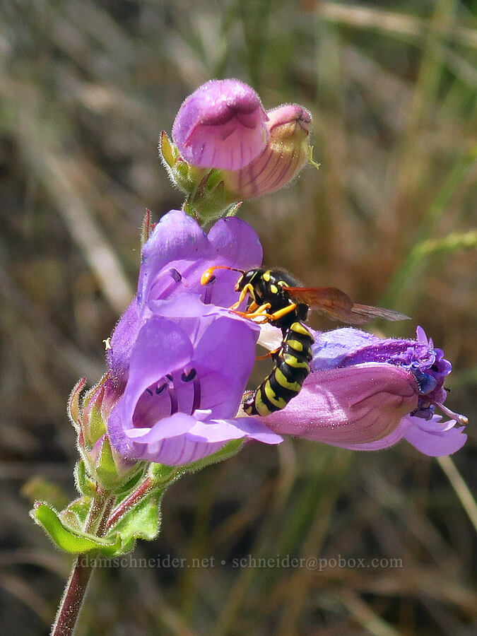 pollen wasp & sticky-stem penstemon (Pseudomasaris vespoides, Penstemon glandulosus var. glandulosus) [Oxbow Reservoir, Baker County, Oregon]