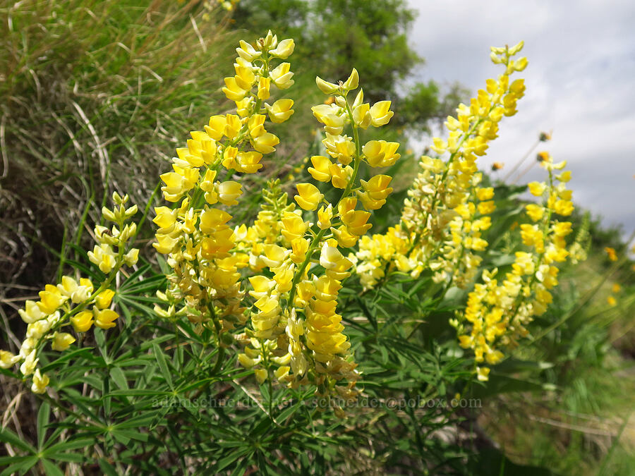 yellow spurred lupine (Lupinus arbustus) [Oxbow Reservoir, Baker County, Oregon]