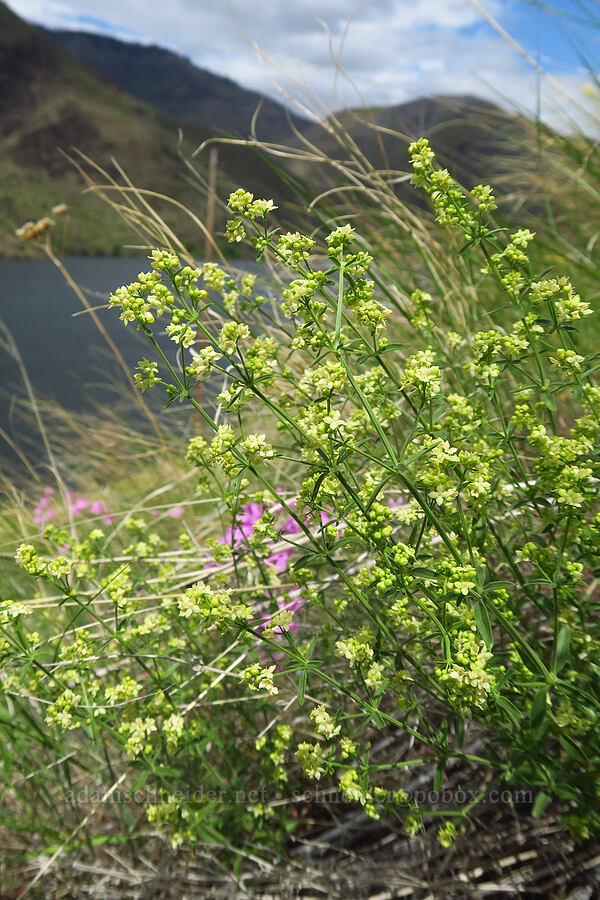 shrubby bedstraw (Galium serpenticum (Galium multiflorum)) [Hells Canyon Road, Adams County, Idaho]