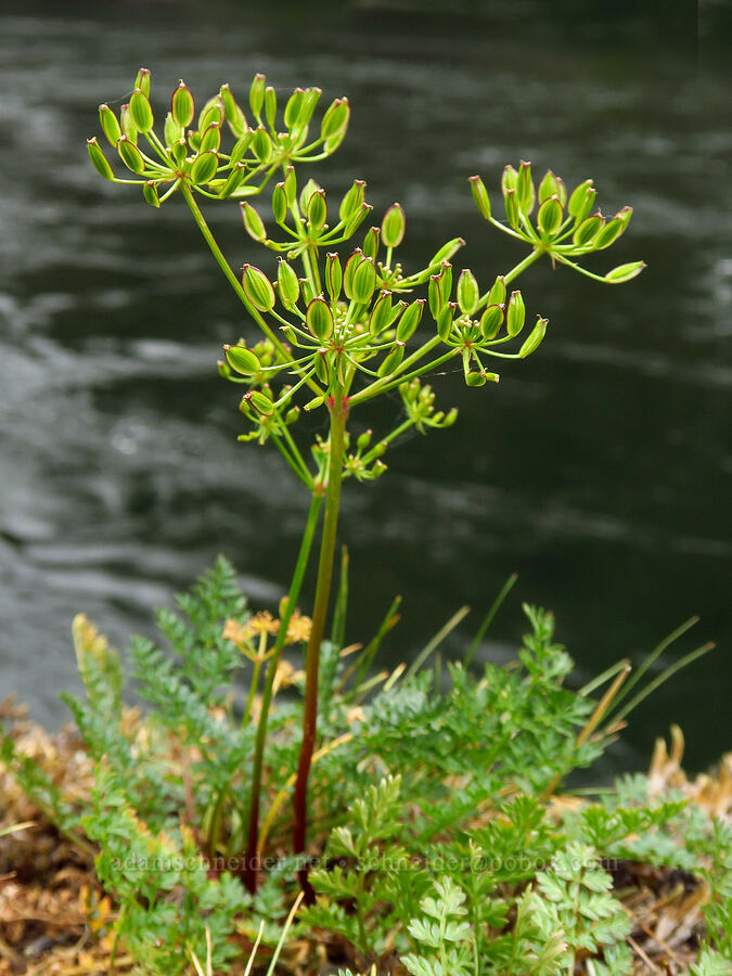 Snake Canyon desert parsley, gone to seed (Lomatium serpentinum) [Stud Creek Trail, Wallowa-Whitman National Forest, Wallowa County, Oregon]