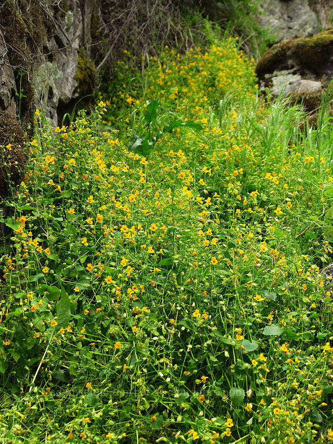 yellow monkeyflower (Erythranthe guttata (Mimulus guttatus)) [Stud Creek Trail, Wallowa-Whitman National Forest, Wallowa County, Oregon]