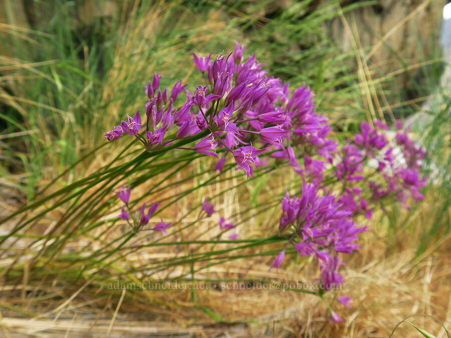 taper-tip onion (Allium acuminatum) [Stud Creek Trail, Wallowa-Whitman National Forest, Wallowa County, Oregon]