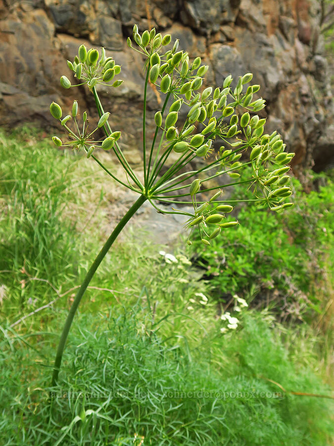 fern-leaf desert parsley, going to seed (Lomatium multifidum (Lomatium dissectum var. multifidum)) [Stud Creek Trail, Wallowa-Whitman National Forest, Wallowa County, Oregon]