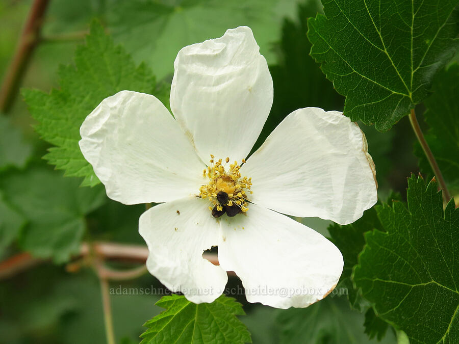 bartonberry (Barton's raspberry) flower (Rubus bartonianus) [Stud Creek Trail, Wallowa-Whitman National Forest, Wallowa County, Oregon]