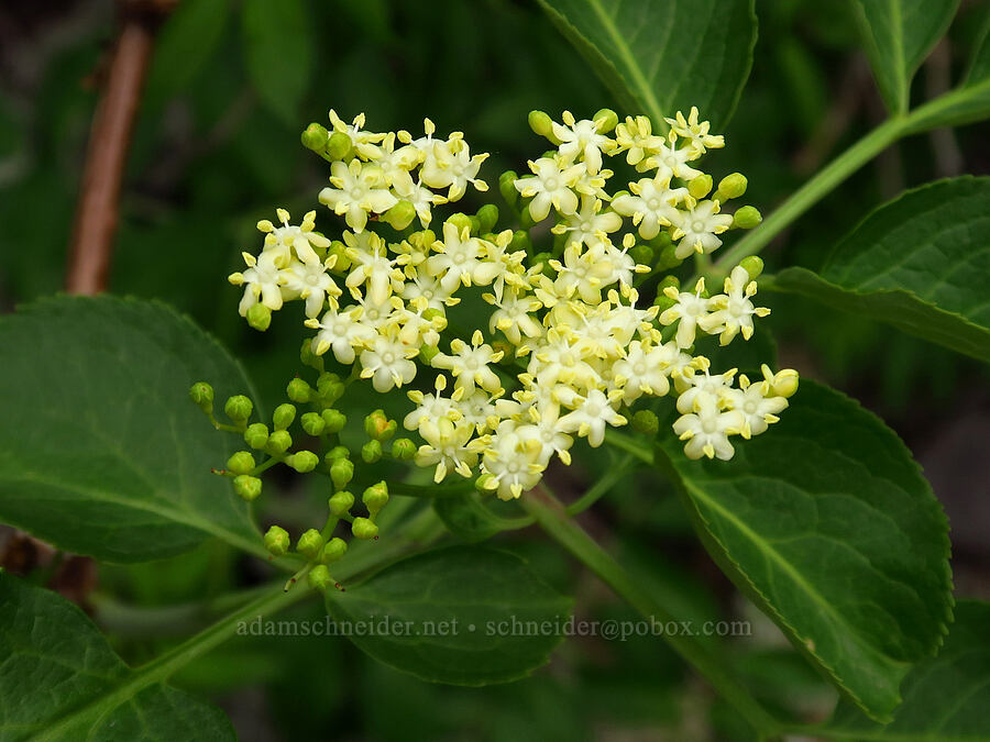 elderberry flowers (Sambucus sp.) [Stud Creek Trail, Wallowa-Whitman National Forest, Wallowa County, Oregon]