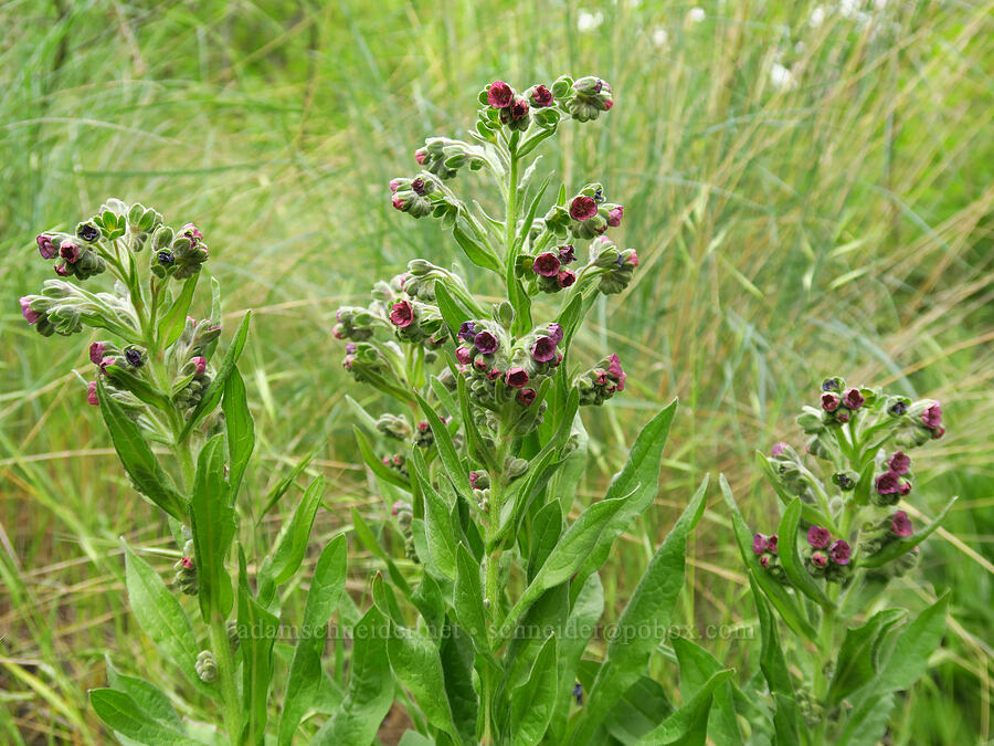 common hound's-tongue (Cynoglossum officinale) [Stud Creek Trail, Wallowa-Whitman National Forest, Oregon]