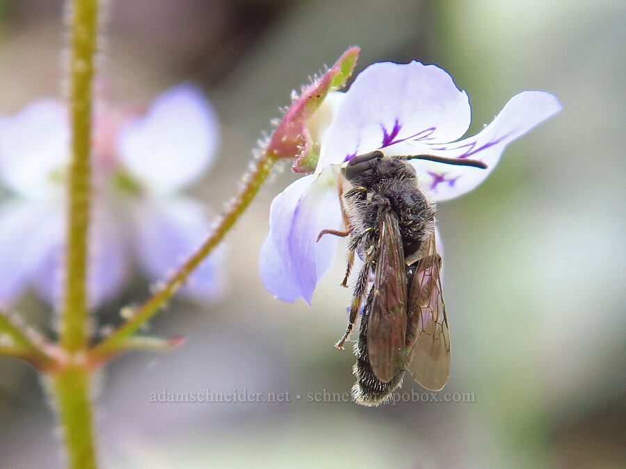 bee on large-flowered tonella (Tonella floribunda) [Stud Creek Trail, Wallowa-Whitman National Forest, Wallowa County, Oregon]