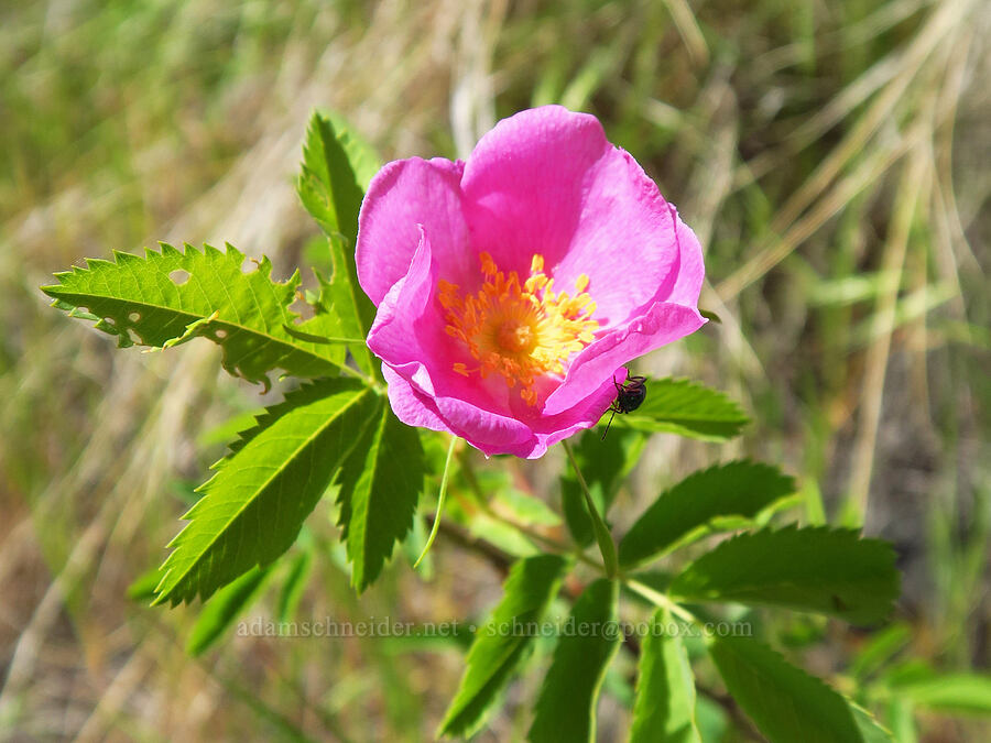 wild rose (Rosa sp.) [Stud Creek Trail, Wallowa-Whitman National Forest, Wallowa County, Oregon]