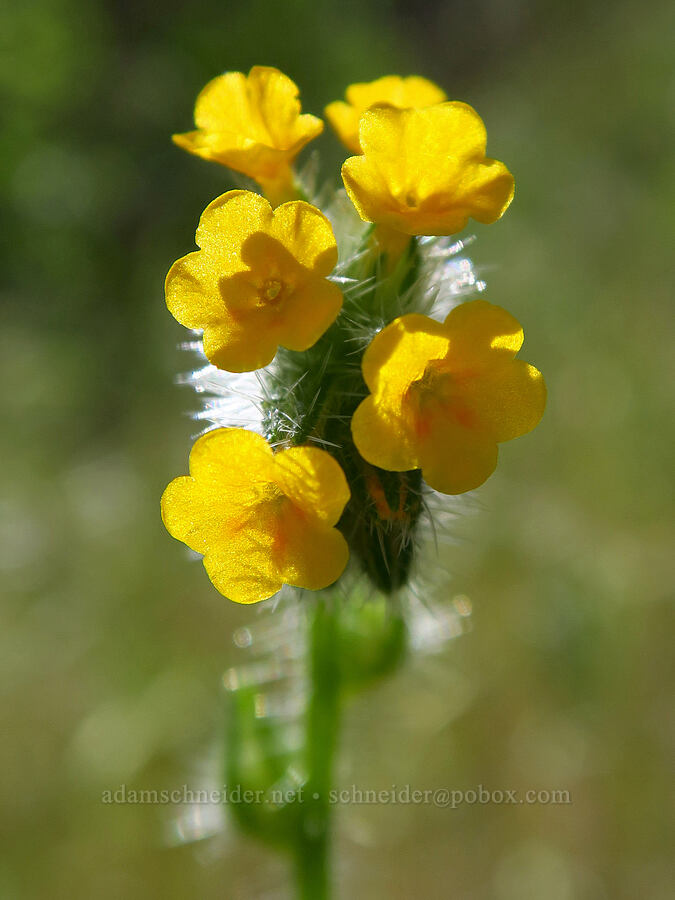 bugloss fiddleneck (Amsinckia lycopsoides) [Stud Creek Trail, Wallowa-Whitman National Forest, Wallowa County, Oregon]