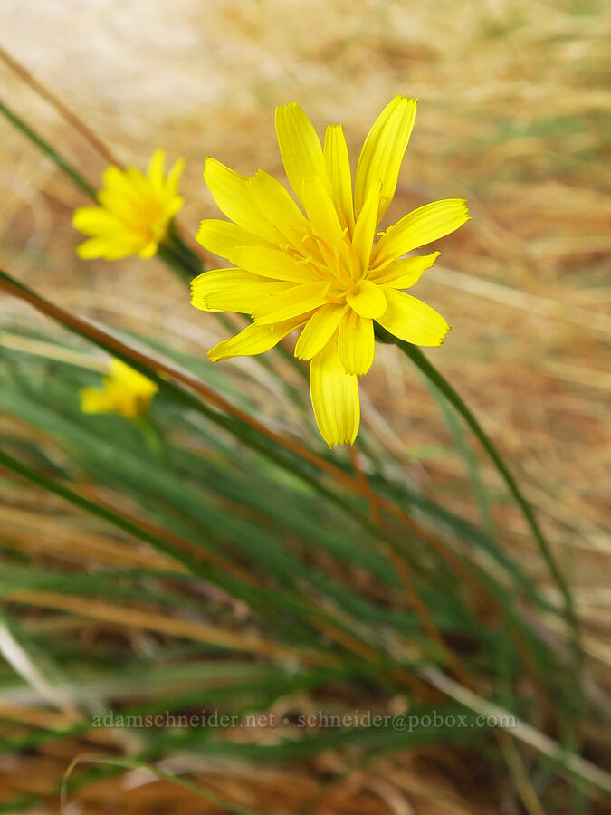 sagebrush false dandelion (Nothocalais troximoides (Microseris troximoides)) [Stud Creek Trail, Wallowa-Whitman National Forest, Wallowa County, Oregon]