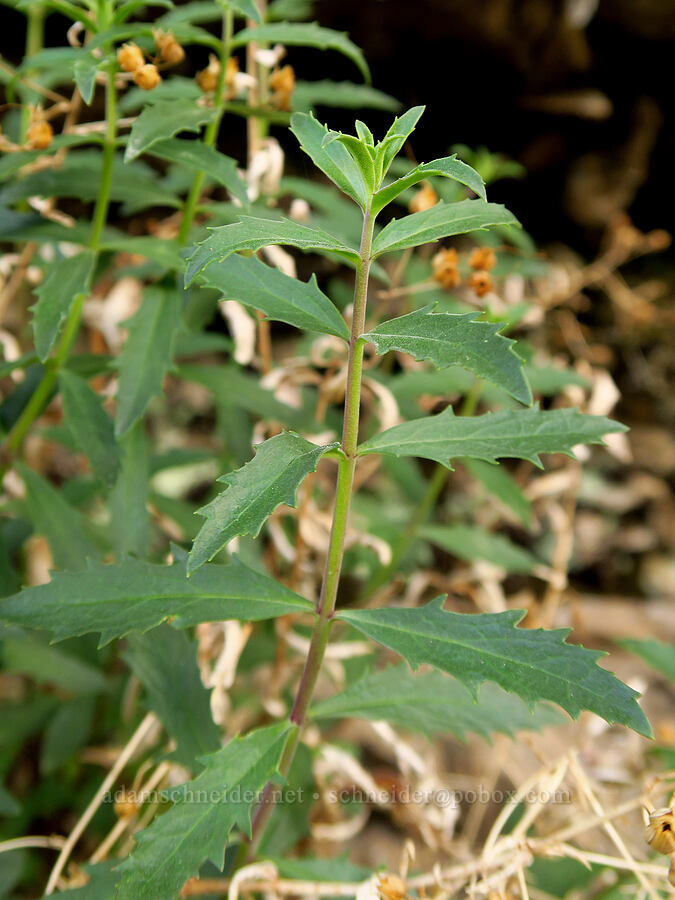 Richardson's penstemon leaves (Penstemon richardsonii) [Stud Creek Trail, Wallowa-Whitman National Forest, Wallowa County, Oregon]
