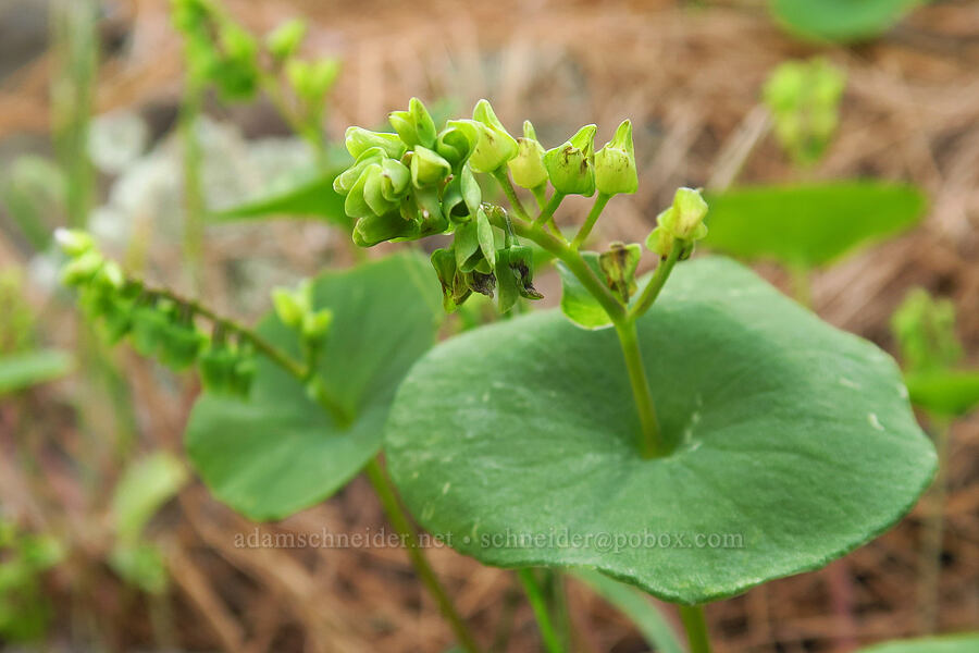 miner's lettuce (Claytonia perfoliata (Montia perfoliata)) [Stud Creek Trail, Wallowa-Whitman National Forest, Wallowa County, Oregon]