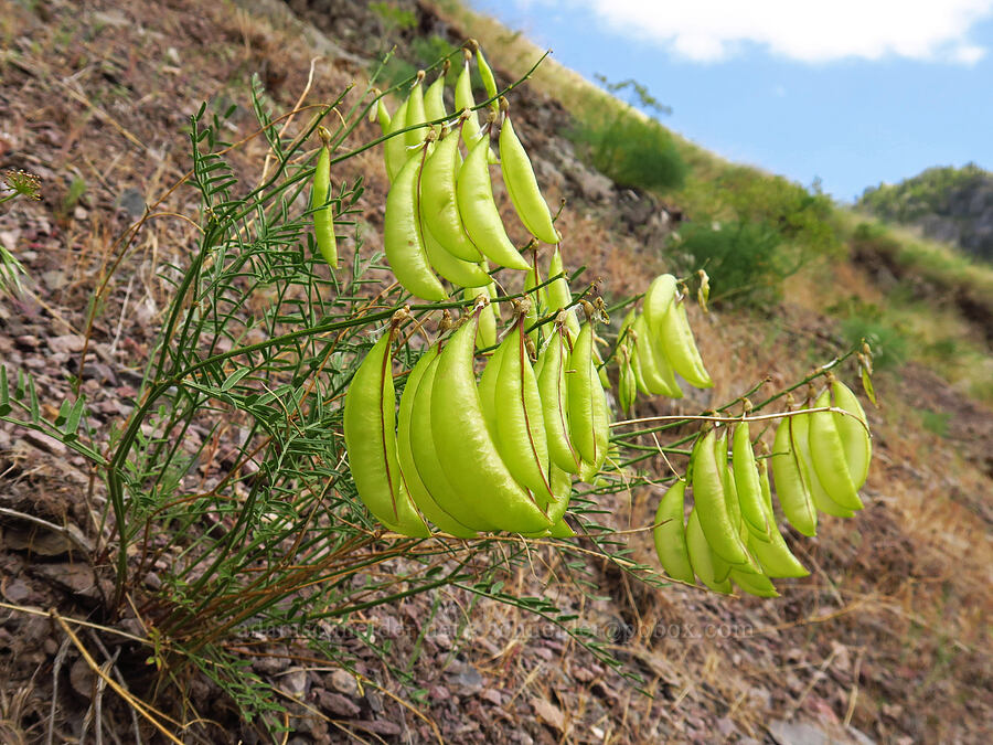 Cusick's milk-vetch pods (Astragalus cusickii) [Hells Canyon Road, Adams County, Idaho]