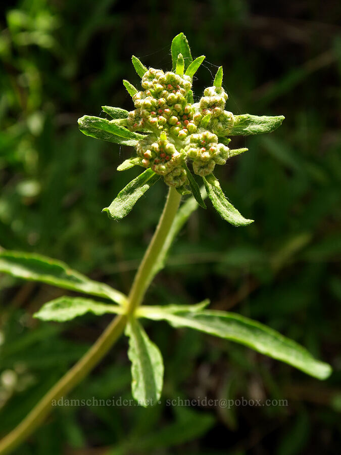 parsnip-flower buckwheat, budding (Eriogonum heracleoides) [Hells Canyon Road, Adams County, Idaho]