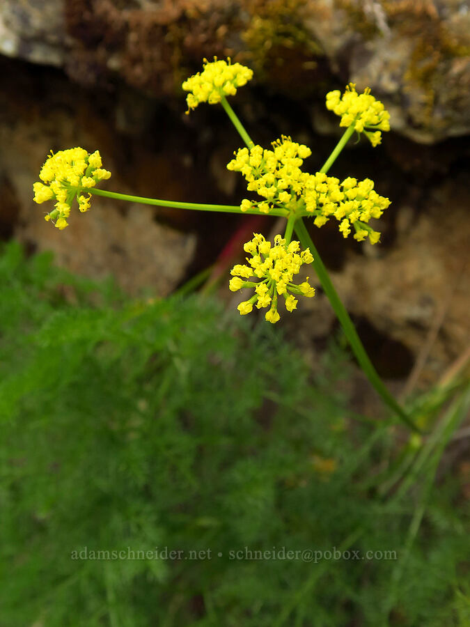 basalt desert parsley (Lomatium filicinum (Lomatium basalticum)) [Kleinschmidt Grade, Payette National Forest, Adams County, Idaho]