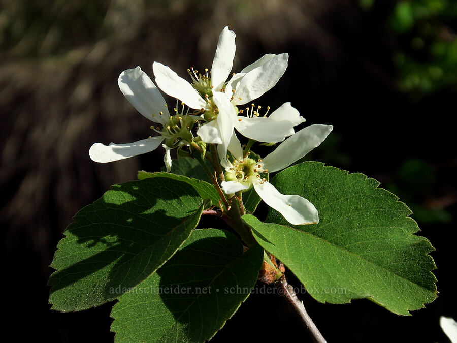 serviceberry flowers (Amelanchier sp.) [Kleinschmidt Grade, Payette National Forest, Adams County, Idaho]