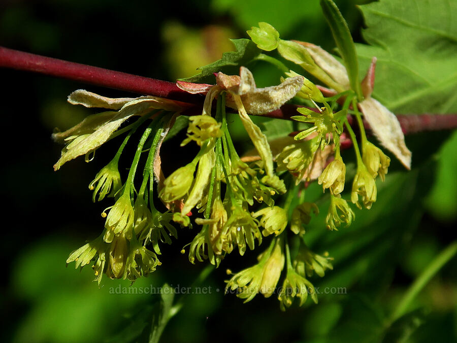 Rocky Mountain maple flowers (Acer glabrum) [Kleinschmidt Grade, Payette National Forest, Adams County, Idaho]