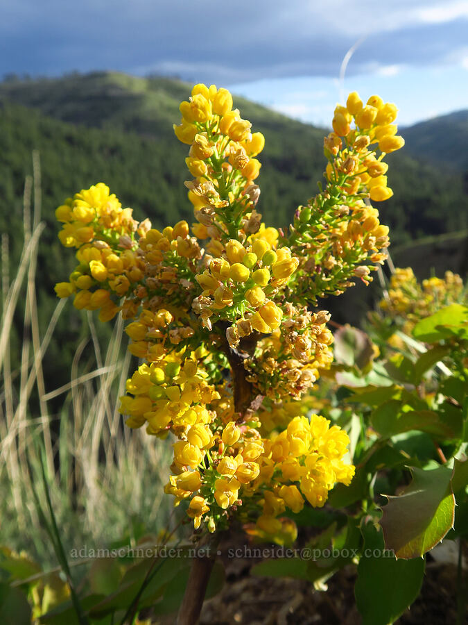 creeping Oregon-grape (Mahonia repens (Berberis repens)) [Kleinschmidt Road, Payette National Forest, Adams County, Idaho]
