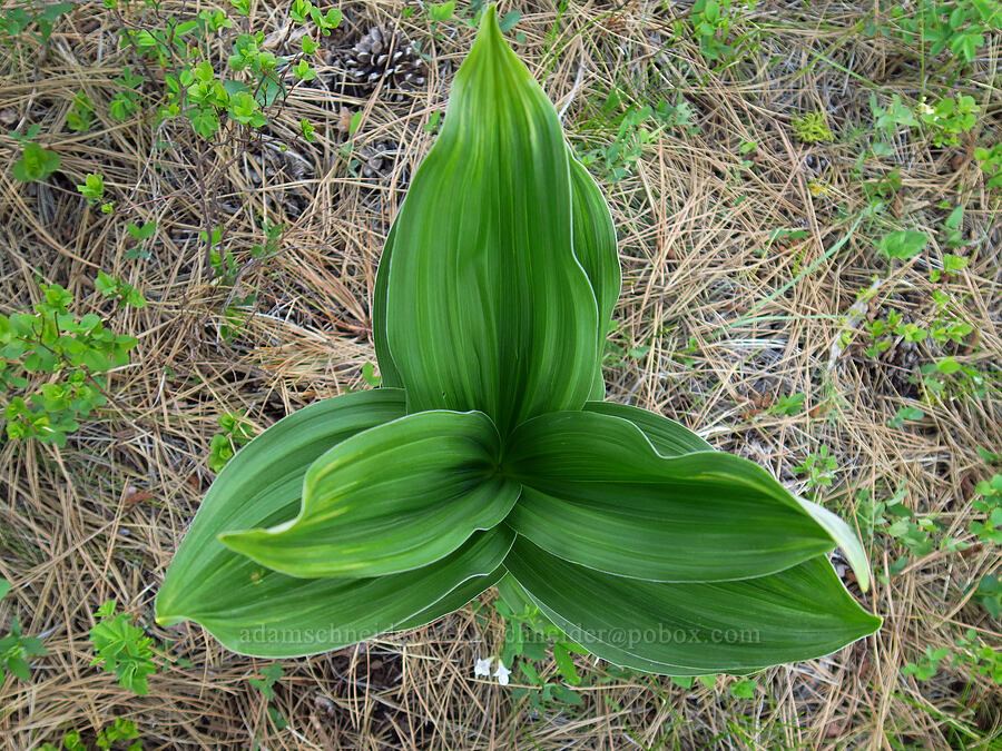 corn lily leaves (Veratrum californicum var. californicum) [Kleinschmidt Road, Payette National Forest, Adams County, Idaho]