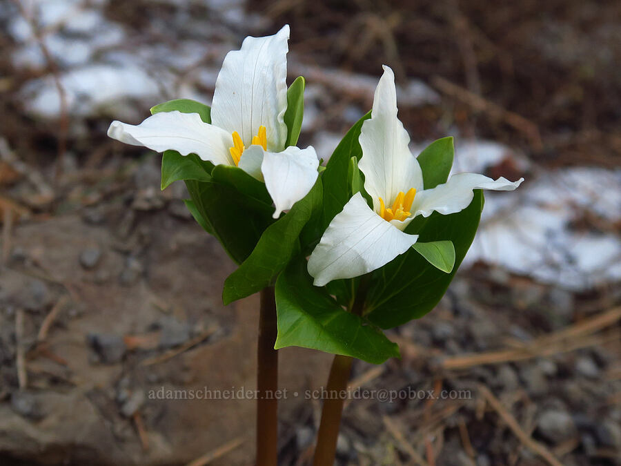 western trilliums and melting snow (Trillium ovatum) [Council-Cuprum Road, Payette National Forest, Adams County, Idaho]