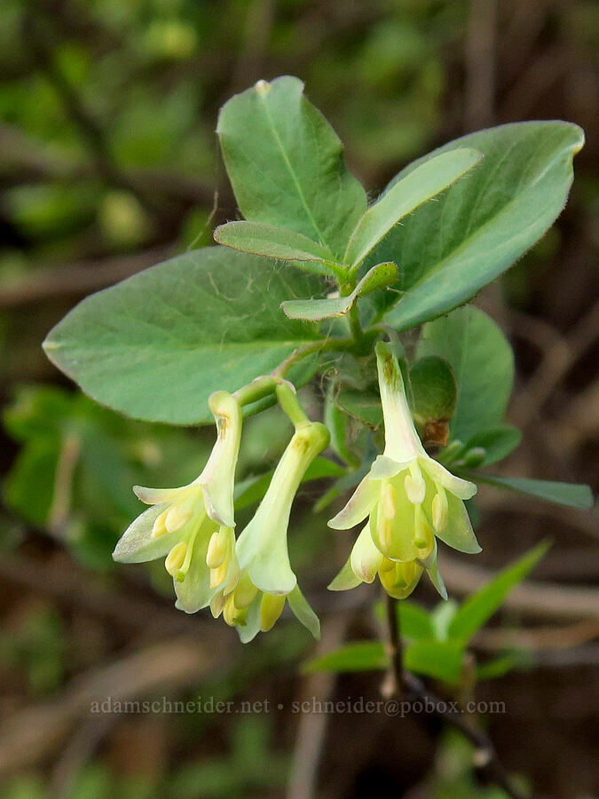 Utah honeysuckle flowers (Lonicera utahensis) [Council-Cuprum Road, Payette National Forest, Adams County, Idaho]