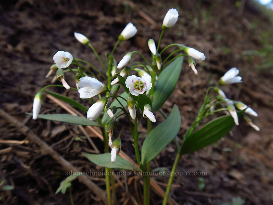 lance-leaf spring beauty (Claytonia lanceolata) [Council-Cuprum Road, Payette National Forest, Adams County, Idaho]