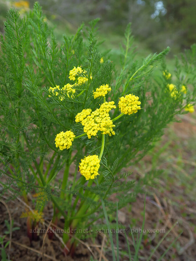 basalt desert parsley (Lomatium filicinum (Lomatium basalticum)) [Council-Cuprum Road, Payette National Forest, Adams County, Idaho]