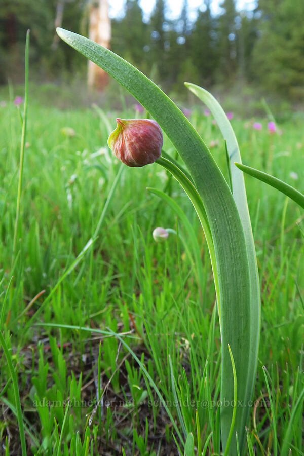 Tolmie's onion, budding (Allium tolmiei) [Council-Cuprum Road, Payette National Forest, Adams County, Idaho]