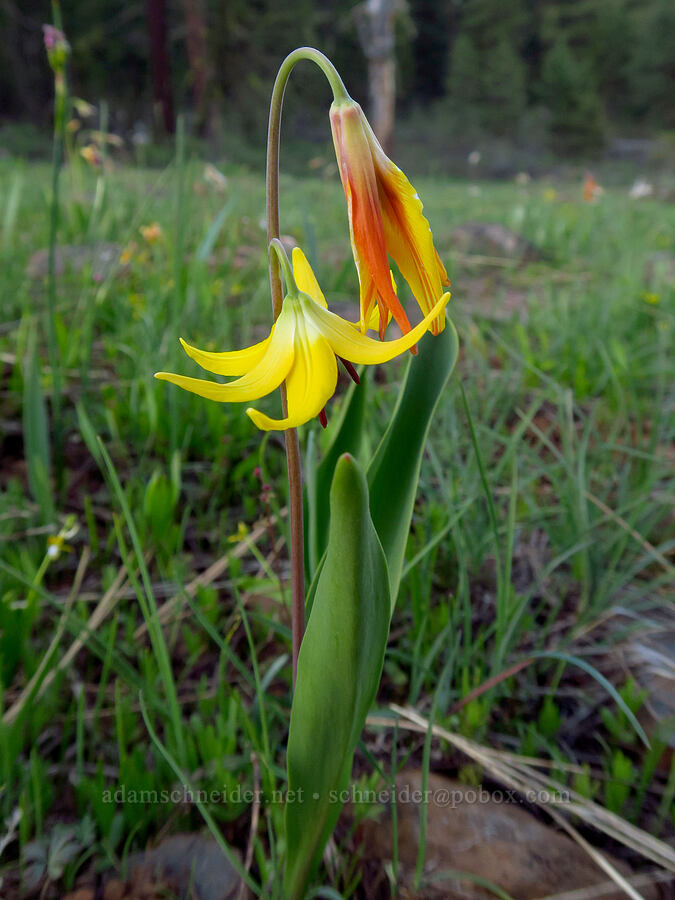 glacier lily fading to orange (Erythronium grandiflorum) [Council-Cuprum Road, Payette National Forest, Idaho]