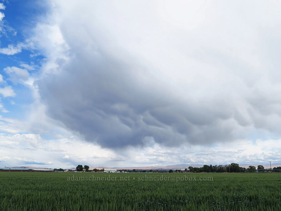 mammatus clouds [Larue Road, Toppenish, Yakima County, Washington]