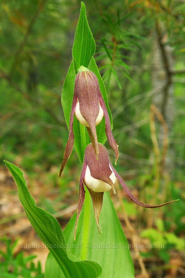 mountain lady's slipper orchids, just starting to open (Cypripedium montanum) [Brooks Memorial State Park, Klickitat County, Washington]