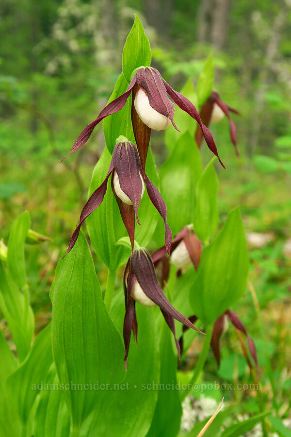 mountain lady's slipper orchids (Cypripedium montanum) [Brooks Memorial State Park, Klickitat County, Washington]