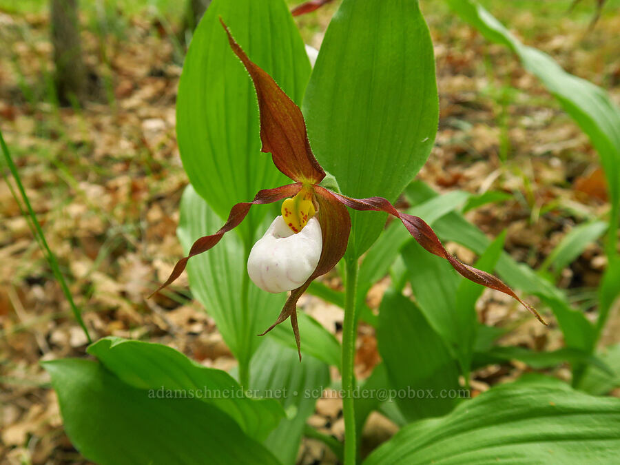 mountain lady's slipper orchid (Cypripedium montanum) [Brooks Memorial State Park, Klickitat County, Washington]
