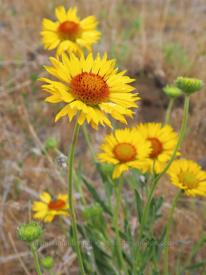 blanketflower (Gaillardia aristata) [Bluff Road, Wishram, Klickitat County, Washington]
