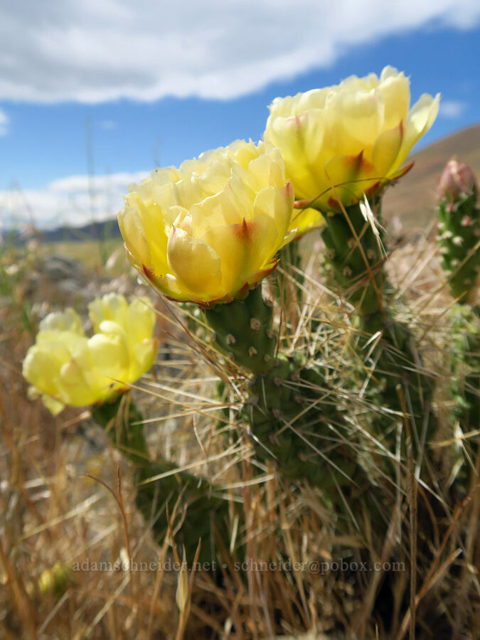 Columbia prickly-pear cactus flowers (Opuntia x columbiana (Opuntia columbiana)) [Highway 14, Klickitat County, Washington]