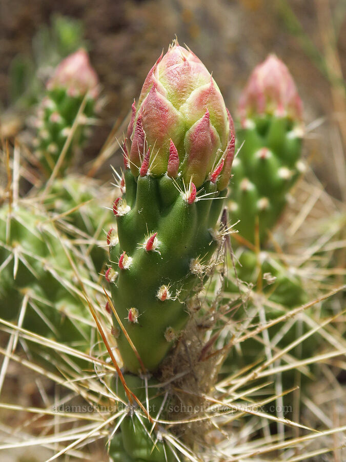 Columbia prickly-pear cactus, budding (Opuntia x columbiana (Opuntia columbiana)) [Highway 14, Klickitat County, Washington]