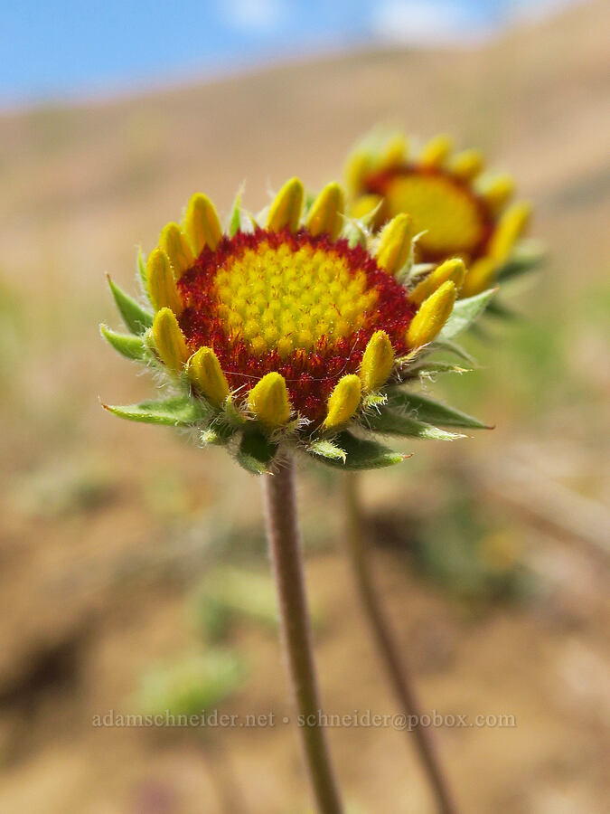 blanketflower, budding (Gaillardia aristata) [Highway 14, Klickitat County, Washington]